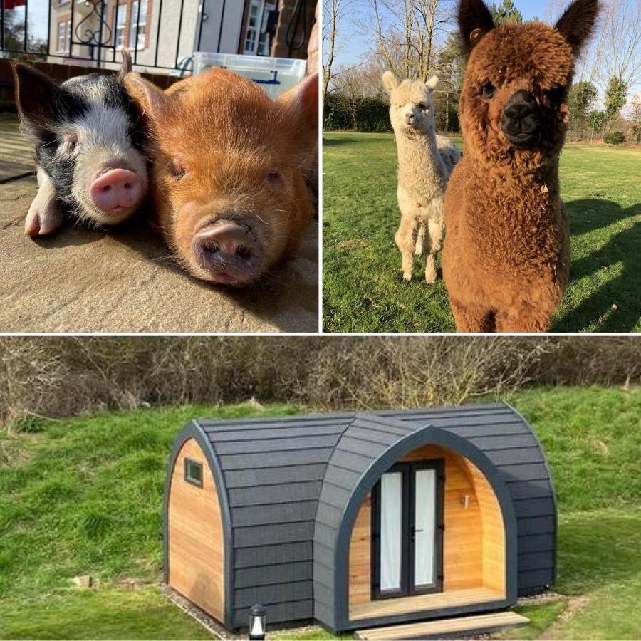 The Piggery Pod Hotel Sittingbourne Buitenkant foto